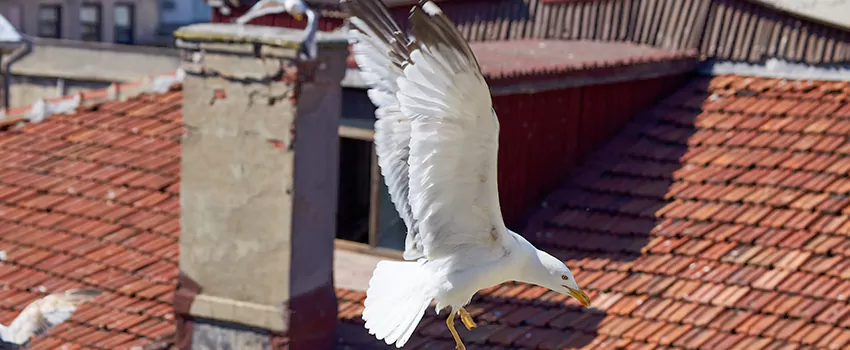 Residential Chimney Animal Removal Solution in Salmon Creek, WA