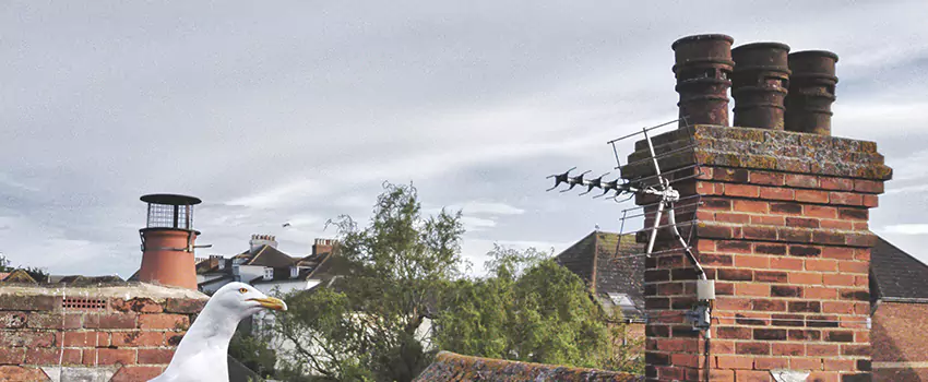 Chimney Cleaning And Restoration in Salmon Creek, Washington